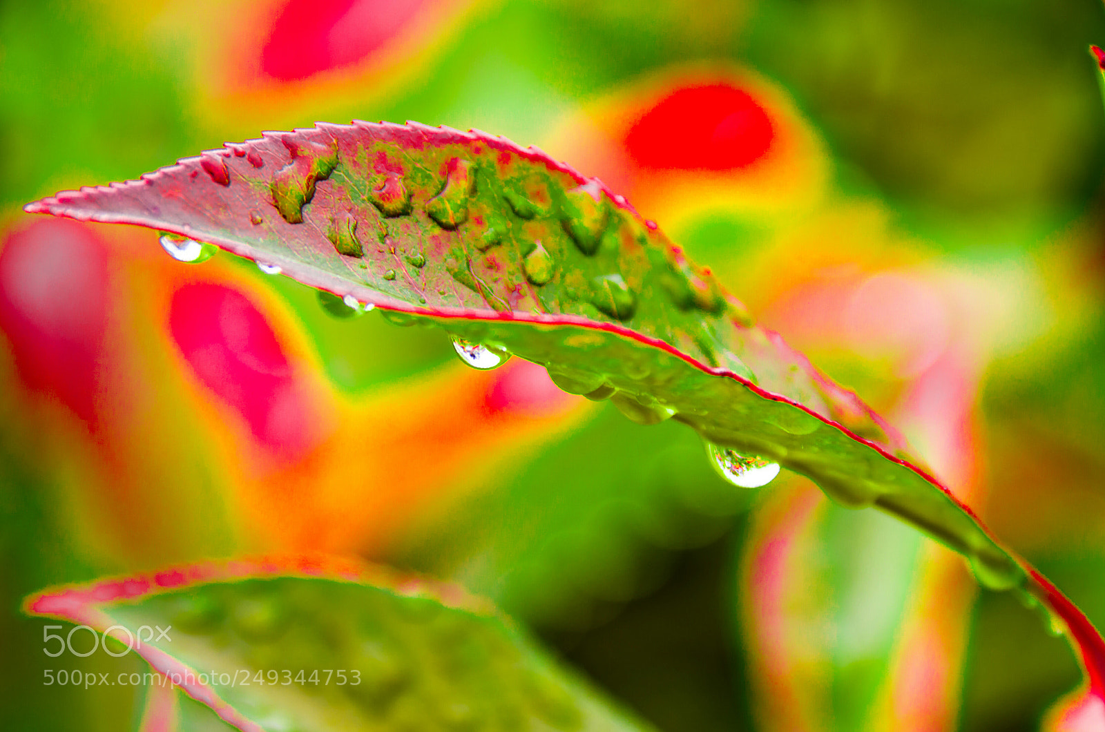 Nikon D7000 sample photo. Water drop photography