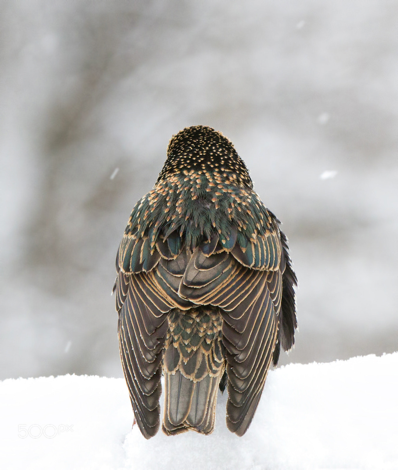 Canon EOS 60D sample photo. Starling coat photography