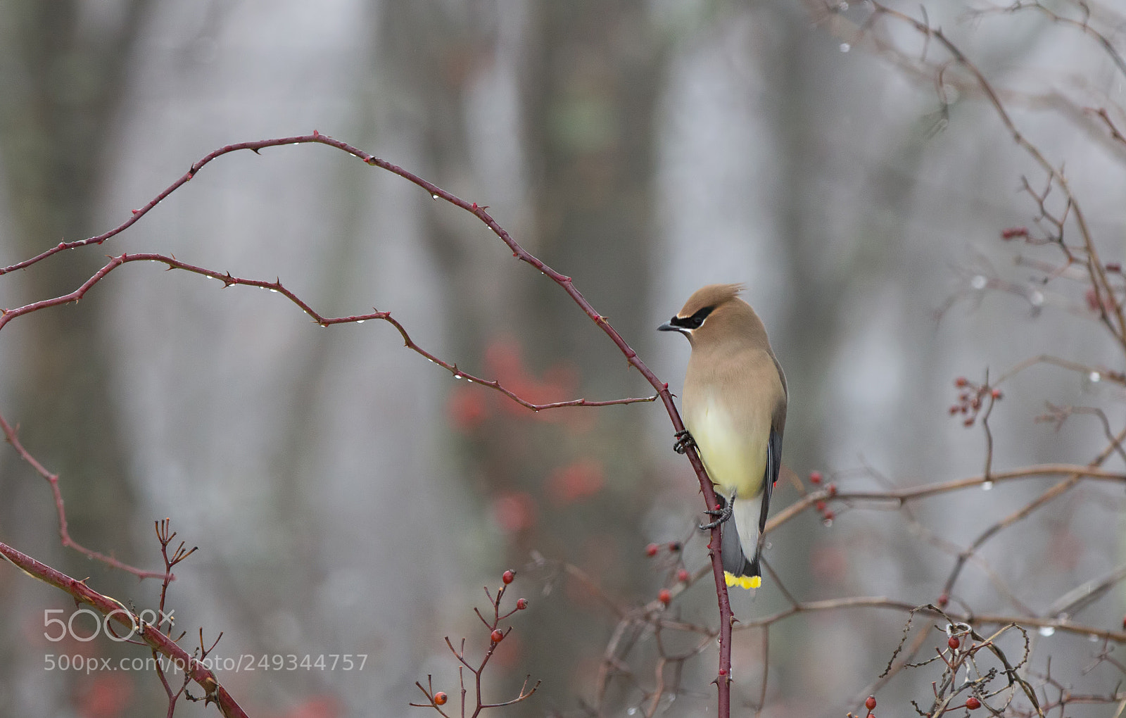 Canon EOS 60D sample photo. Cedar waxwing photography