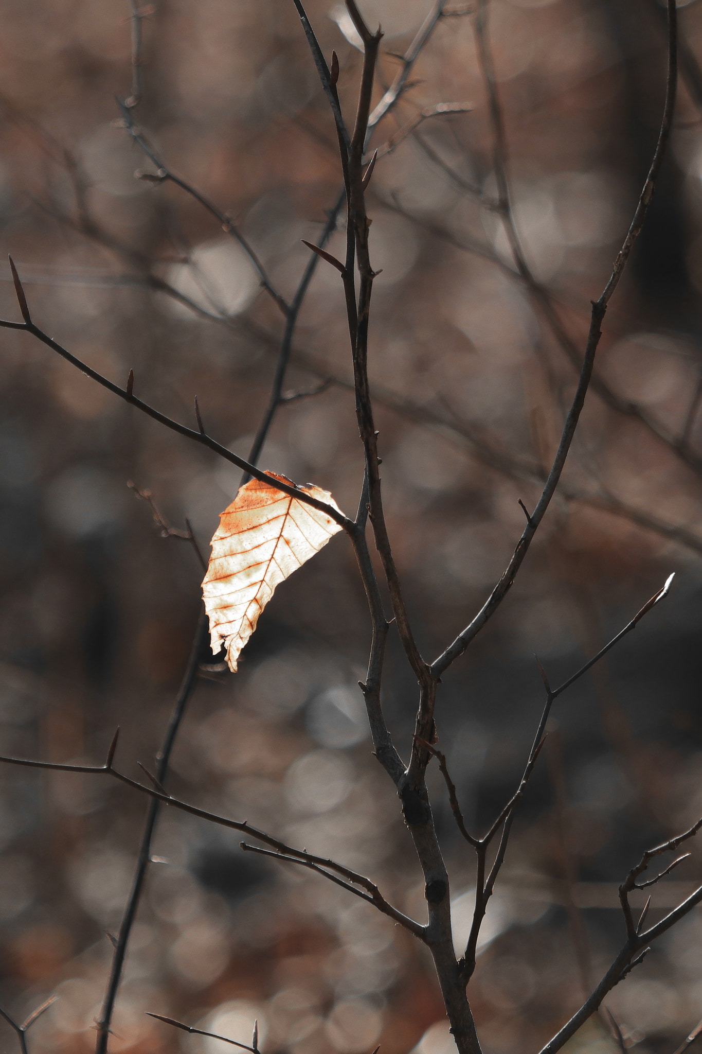 Canon EF 70-300 F4-5.6 IS II USM sample photo. Lone survivor photography