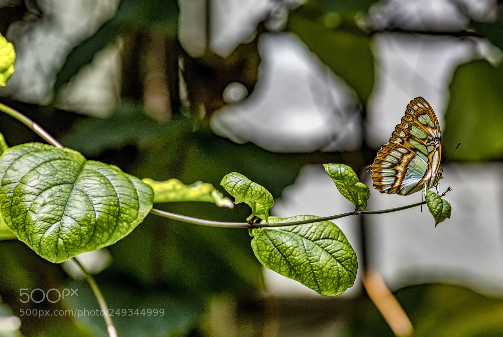 Canon EOS 5D Mark IV sample photo. On a limb photography