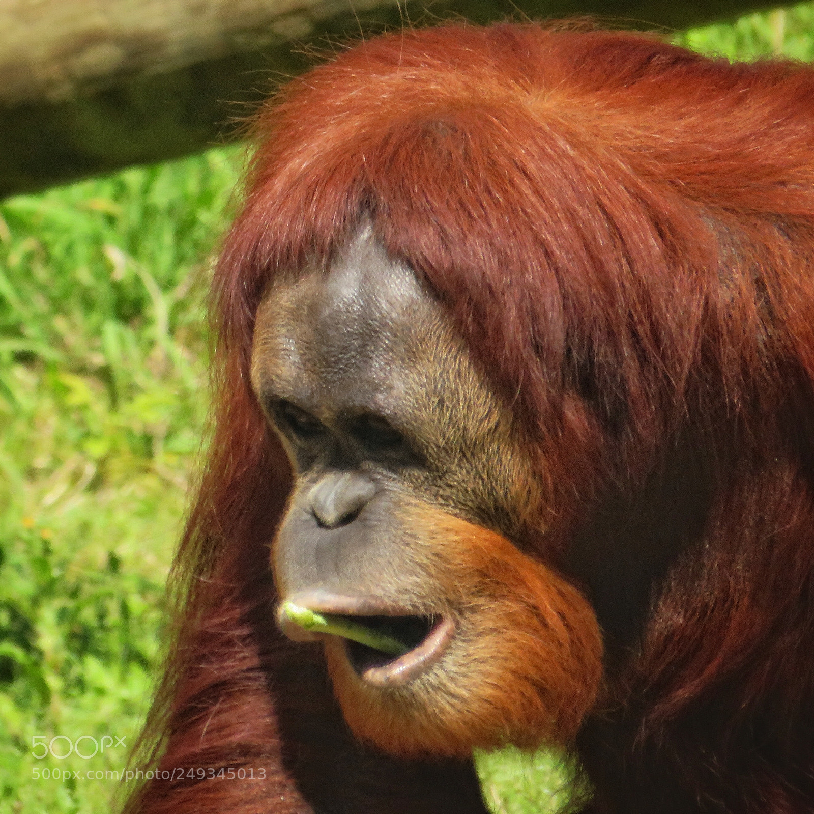 Canon PowerShot SX720 HS sample photo. Sumatran orangutan photography