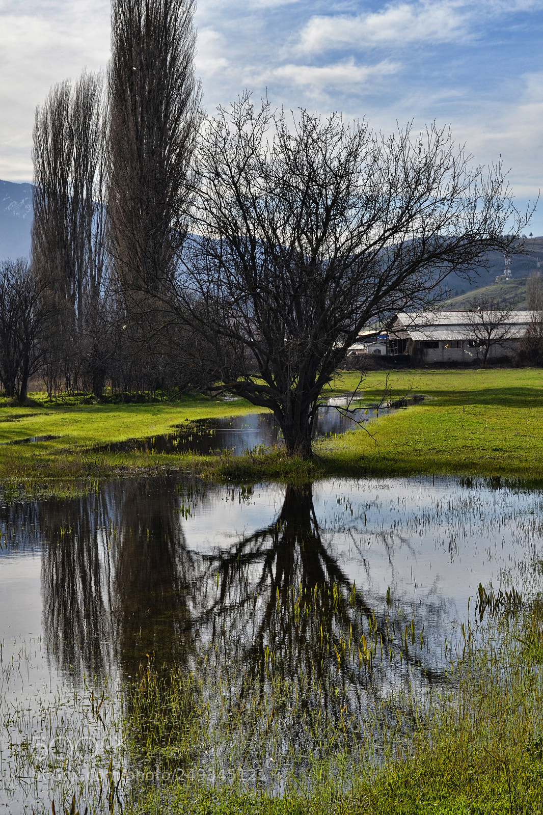 Nikon D3100 sample photo. Tree of life photography