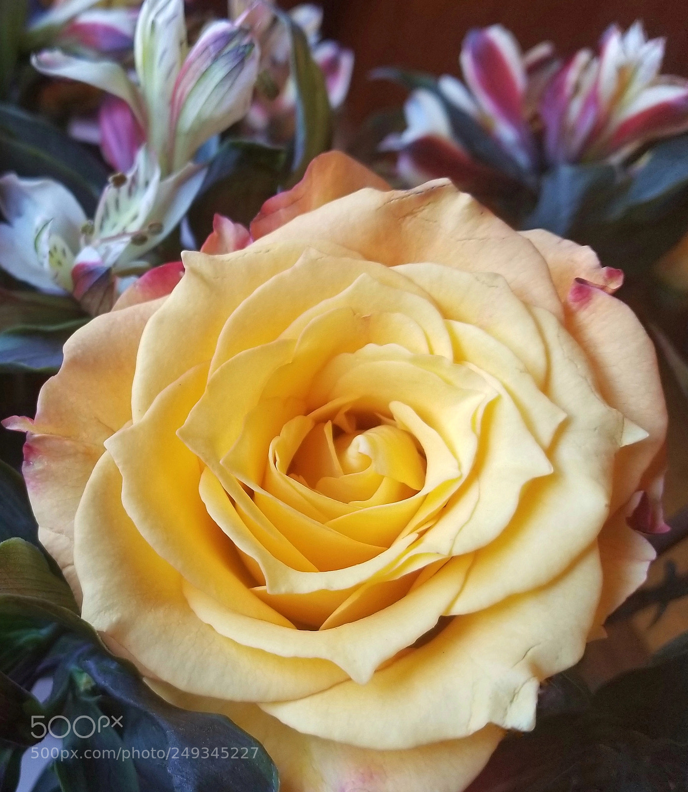 Samsung Galaxy S8+ sample photo. Birthday rose photography