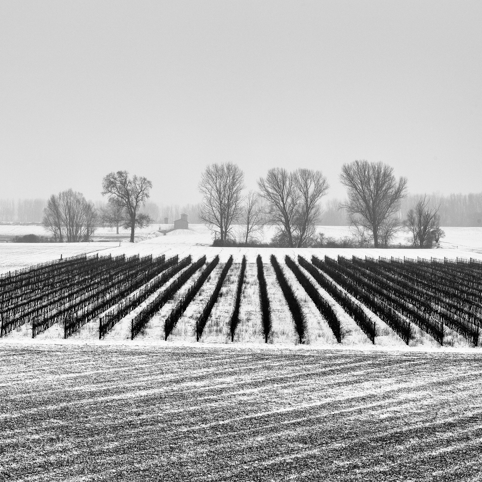 Nikon D800 sample photo. Snow photography