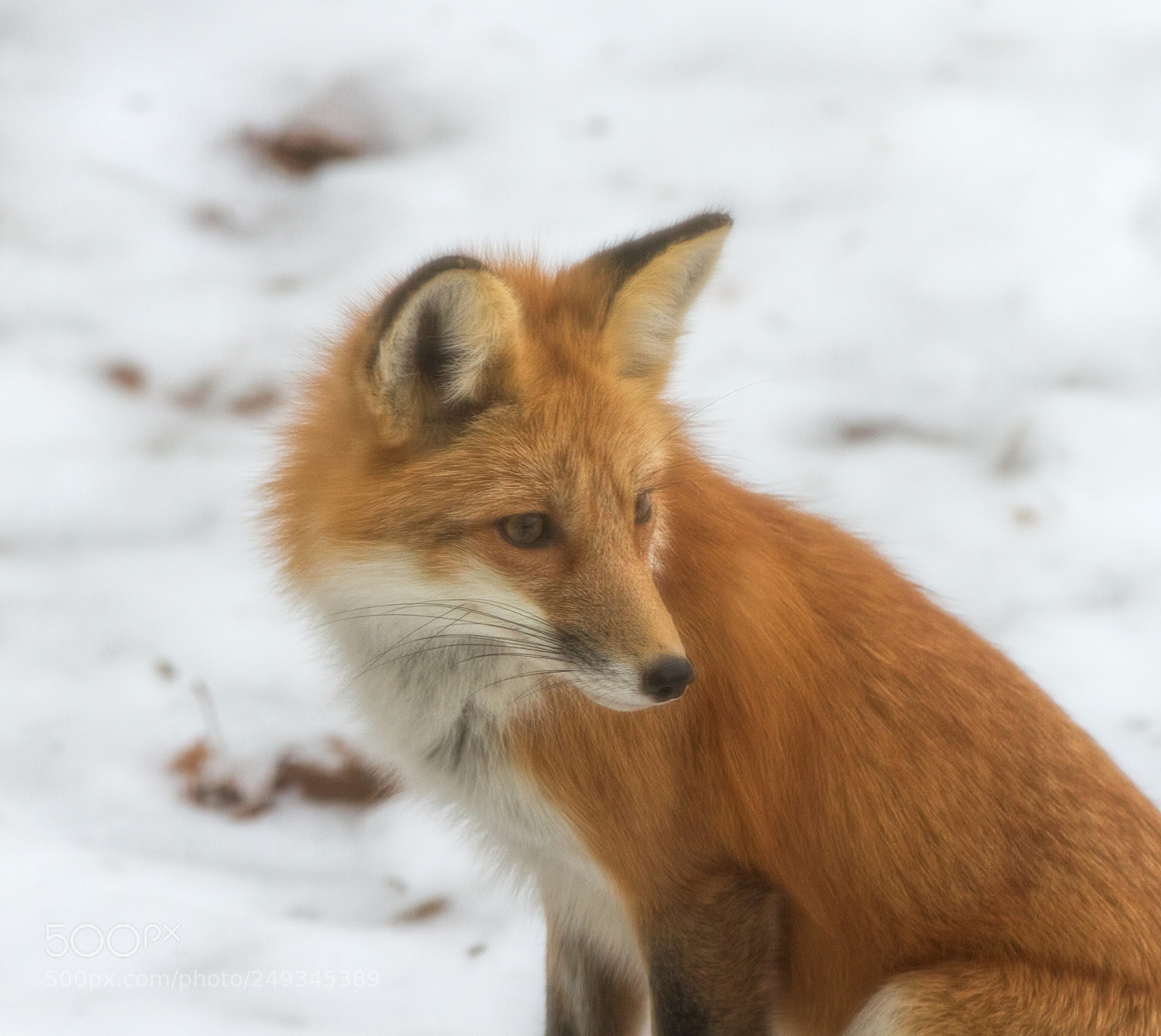 Canon EOS 7D sample photo. Fox through window screen photography
