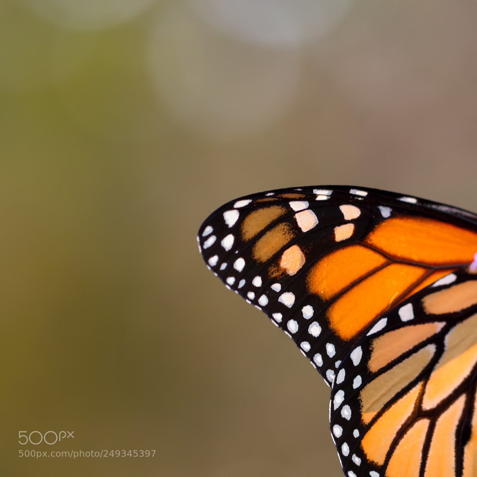 Canon EOS 7D sample photo. Monarch wing photography