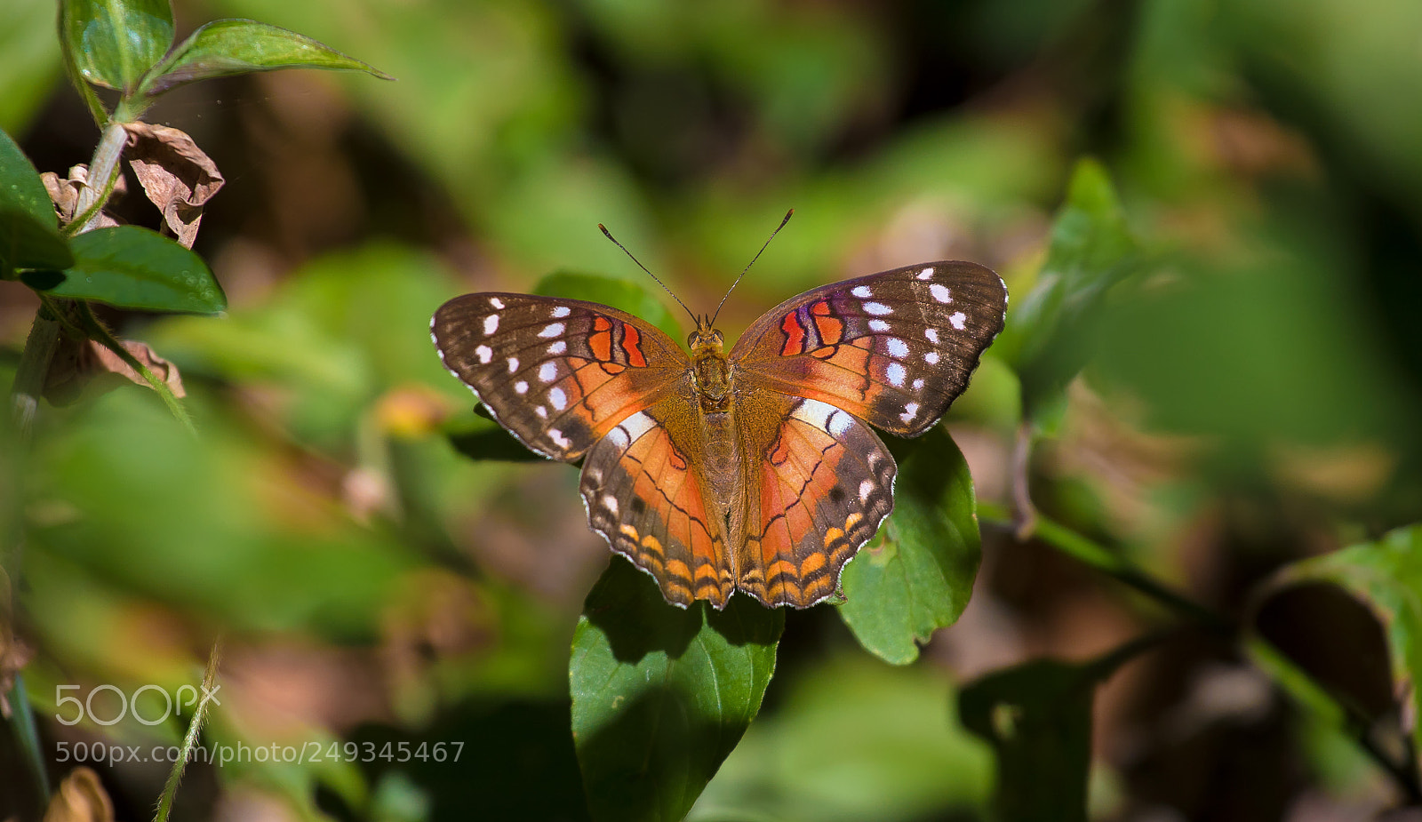 Canon EOS 5D Mark IV sample photo. Monarch photography