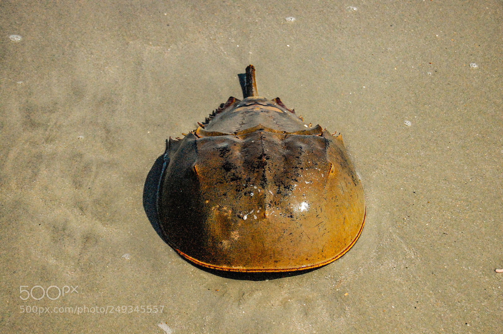 Nikon D40 sample photo. Horseshoe crab photography