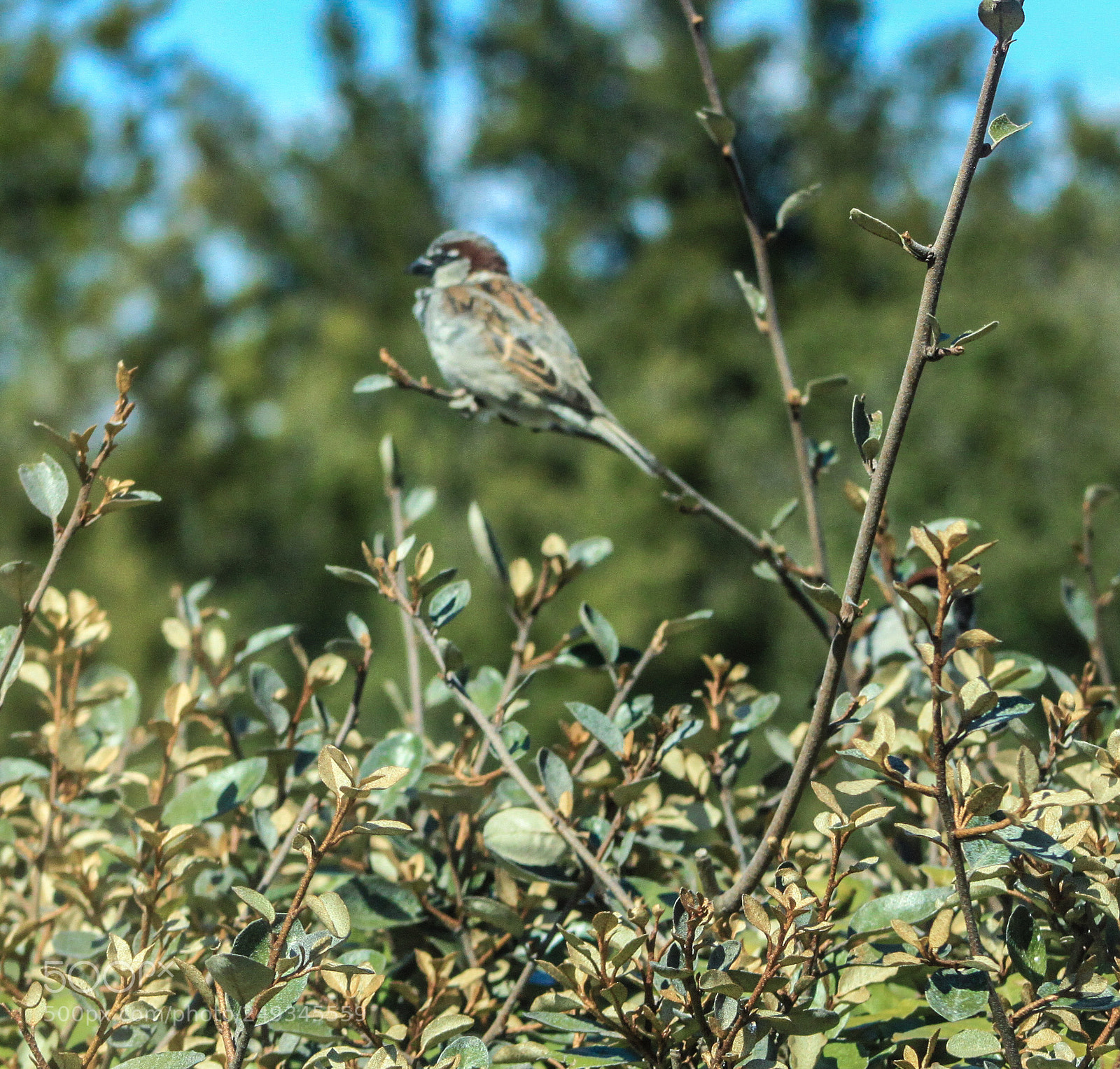 Canon EOS 500D (EOS Rebel T1i / EOS Kiss X3) sample photo. Bird photography
