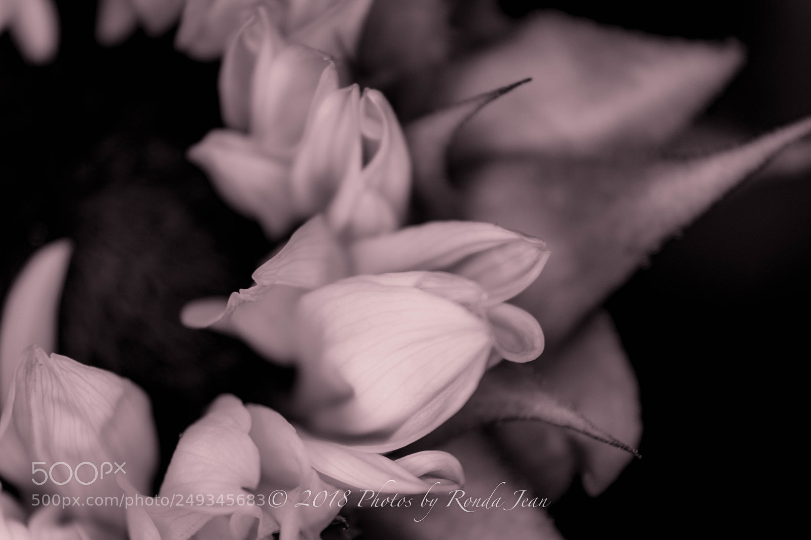 Nikon D500 sample photo. Untitled photography