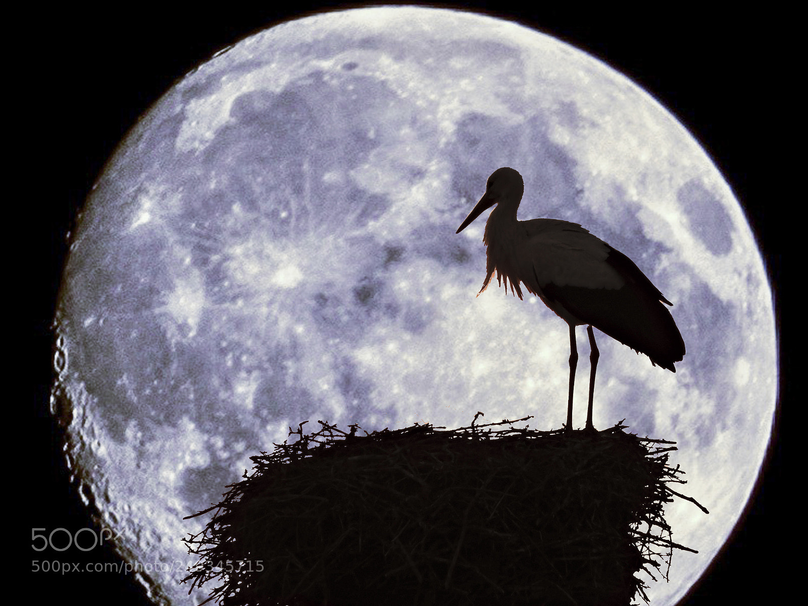 Nikon Coolpix P600 sample photo. Stork. photography