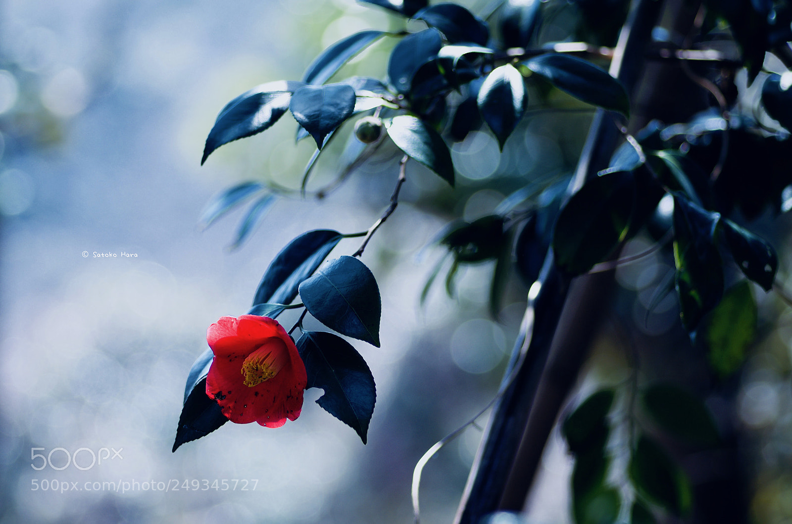 Pentax K-5 IIs sample photo. Tsubaki photography