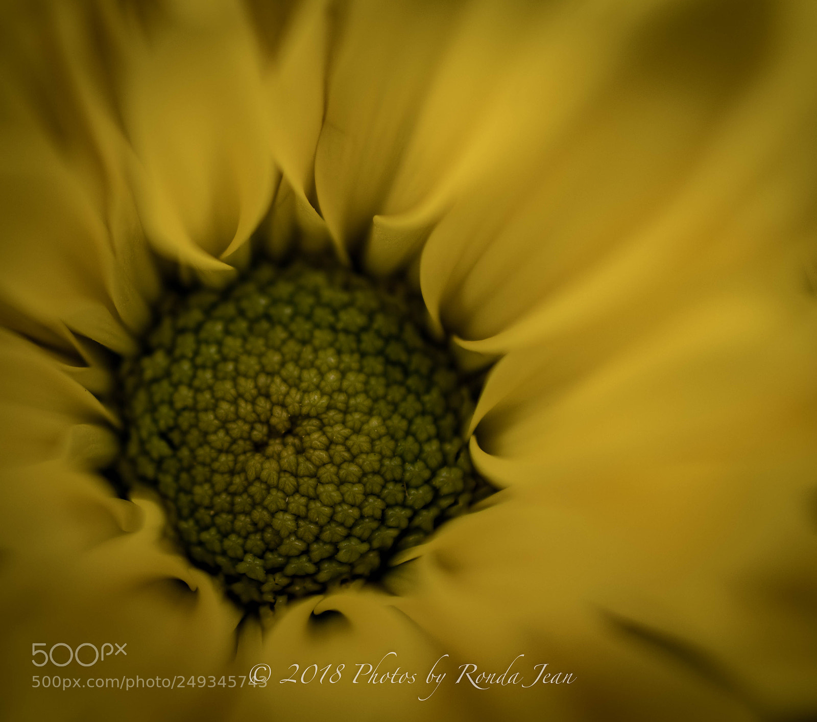 Nikon D500 sample photo. Untitled photography