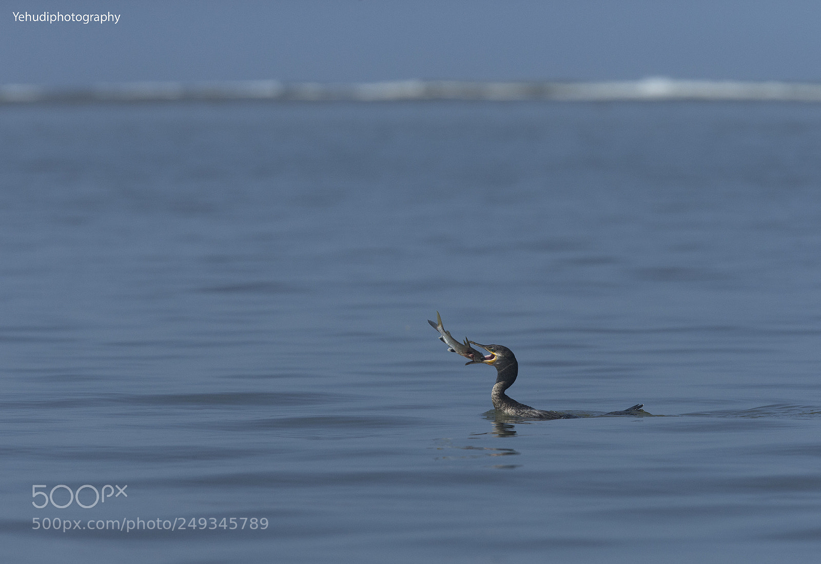 Canon EOS-1D X sample photo. Neotropical cormorant with catfish photography