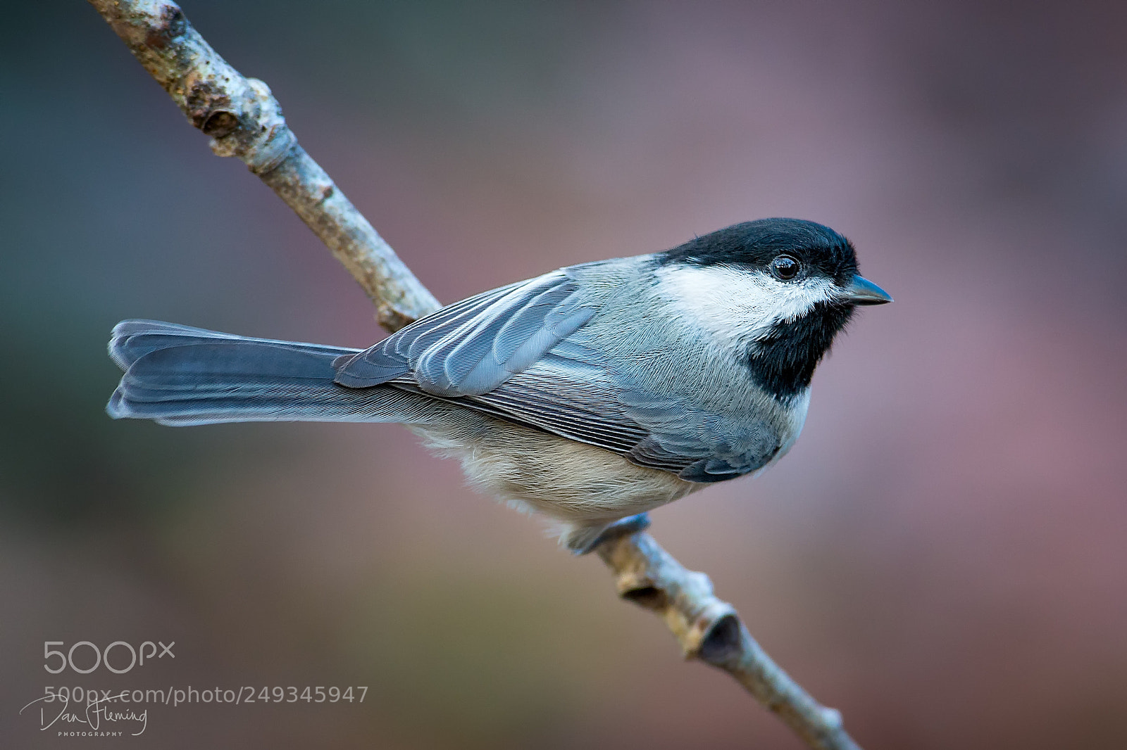 Canon EOS-1D X sample photo. Carolina chickadee (poecile carolinensis) photography