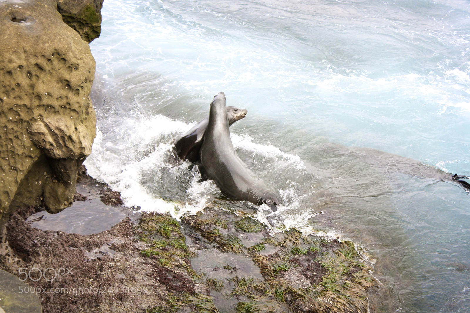 Canon EOS 1000D (EOS Digital Rebel XS / EOS Kiss F) sample photo. Sea lions on the photography