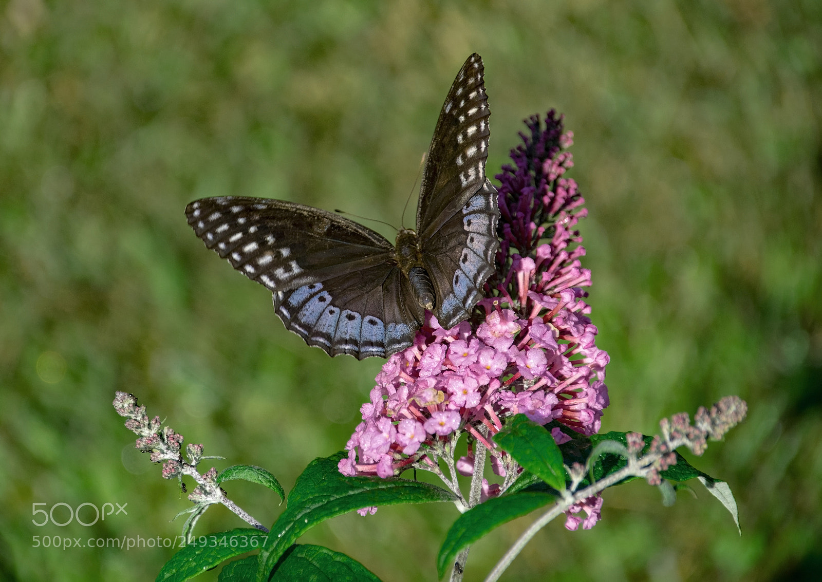 Nikon D5300 sample photo. Diana fritillary female photography