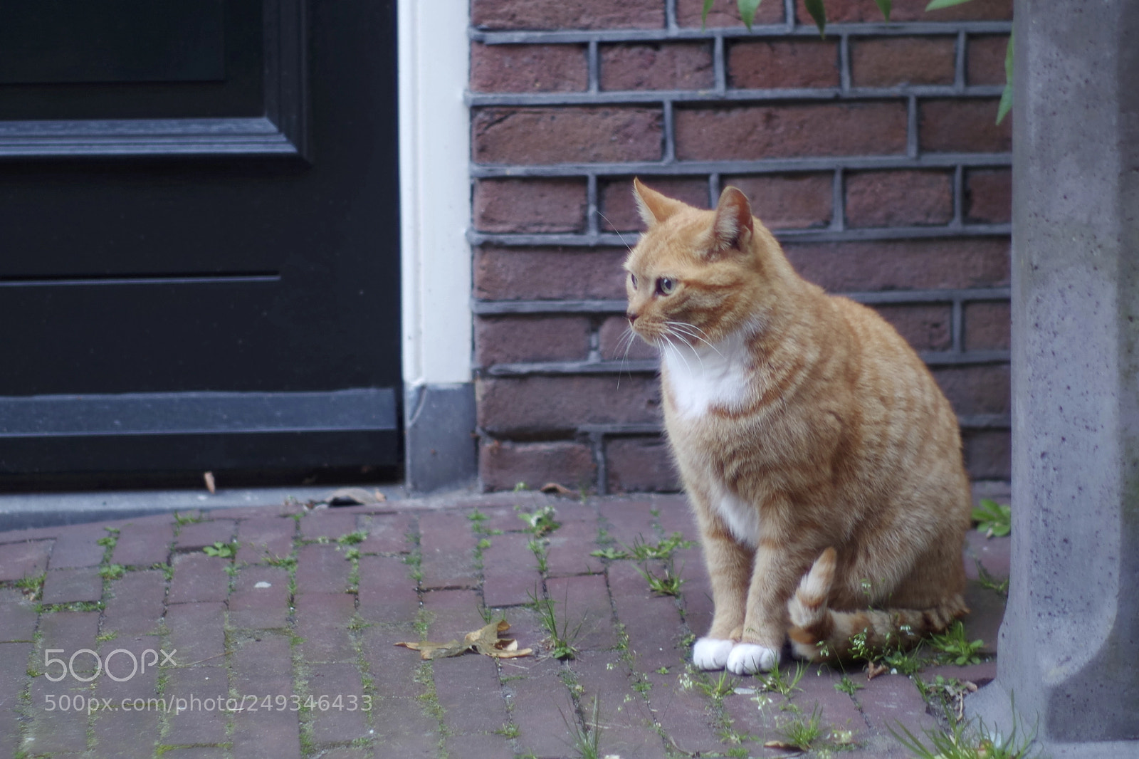 Pentax K-S2 sample photo. Amsterdam cat photography