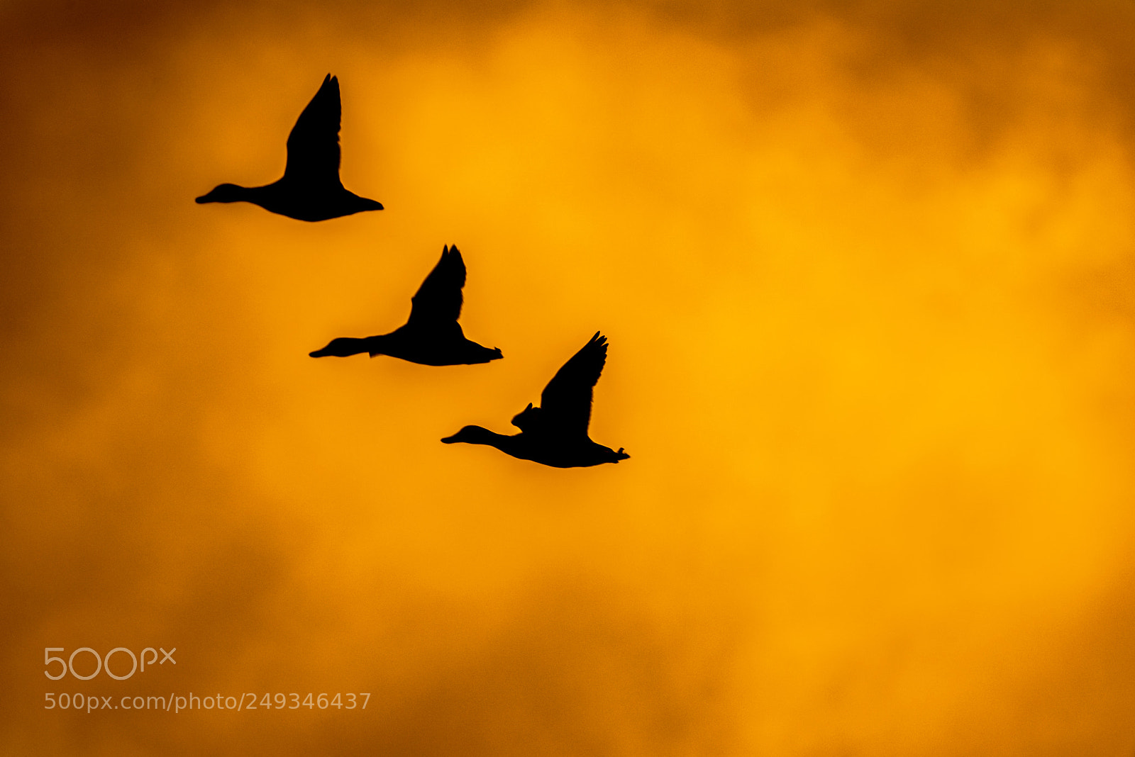 Nikon D810 sample photo. In flight at sunset photography