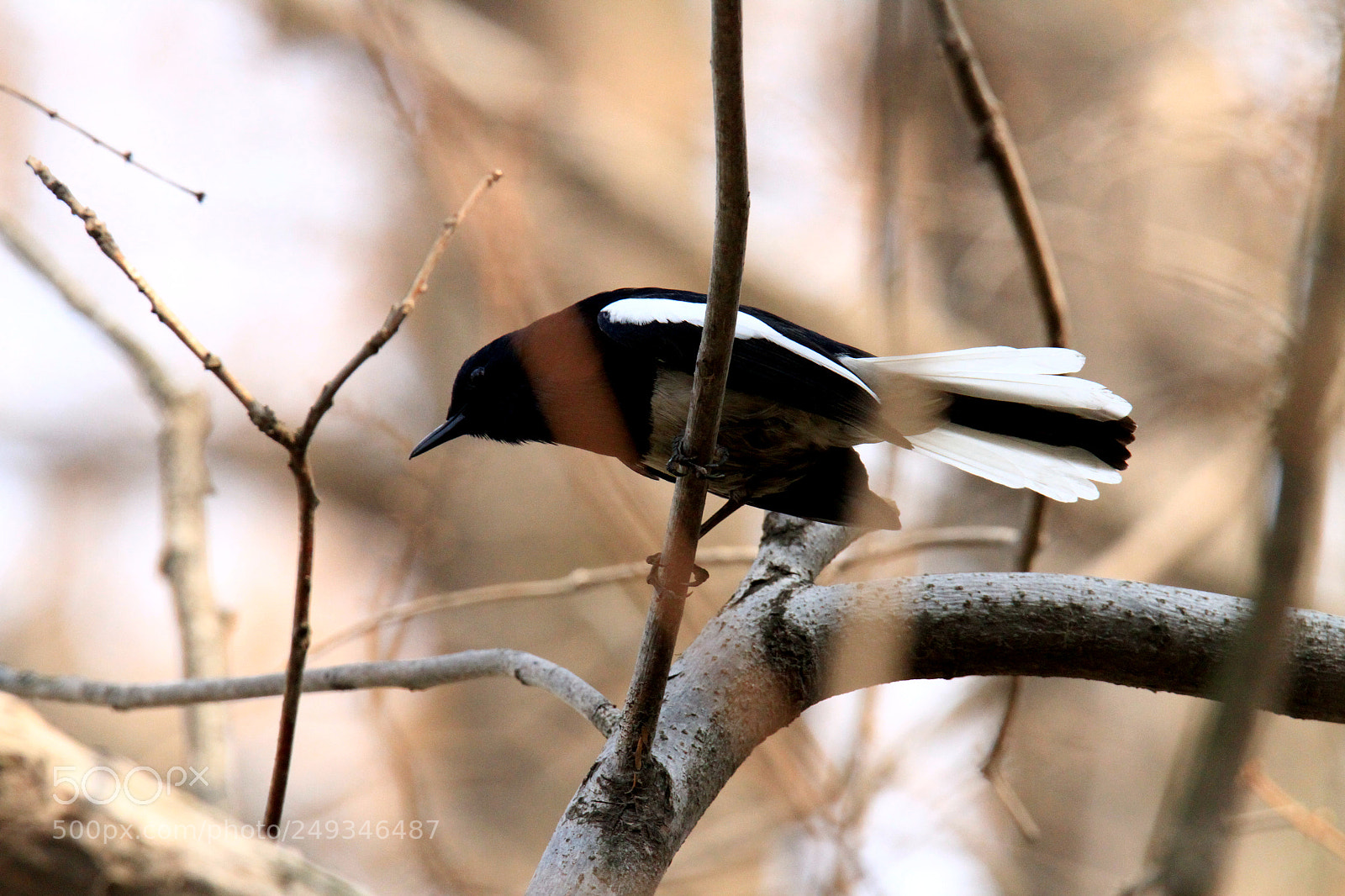 Canon EOS 7D sample photo. Copsychus saularis photography