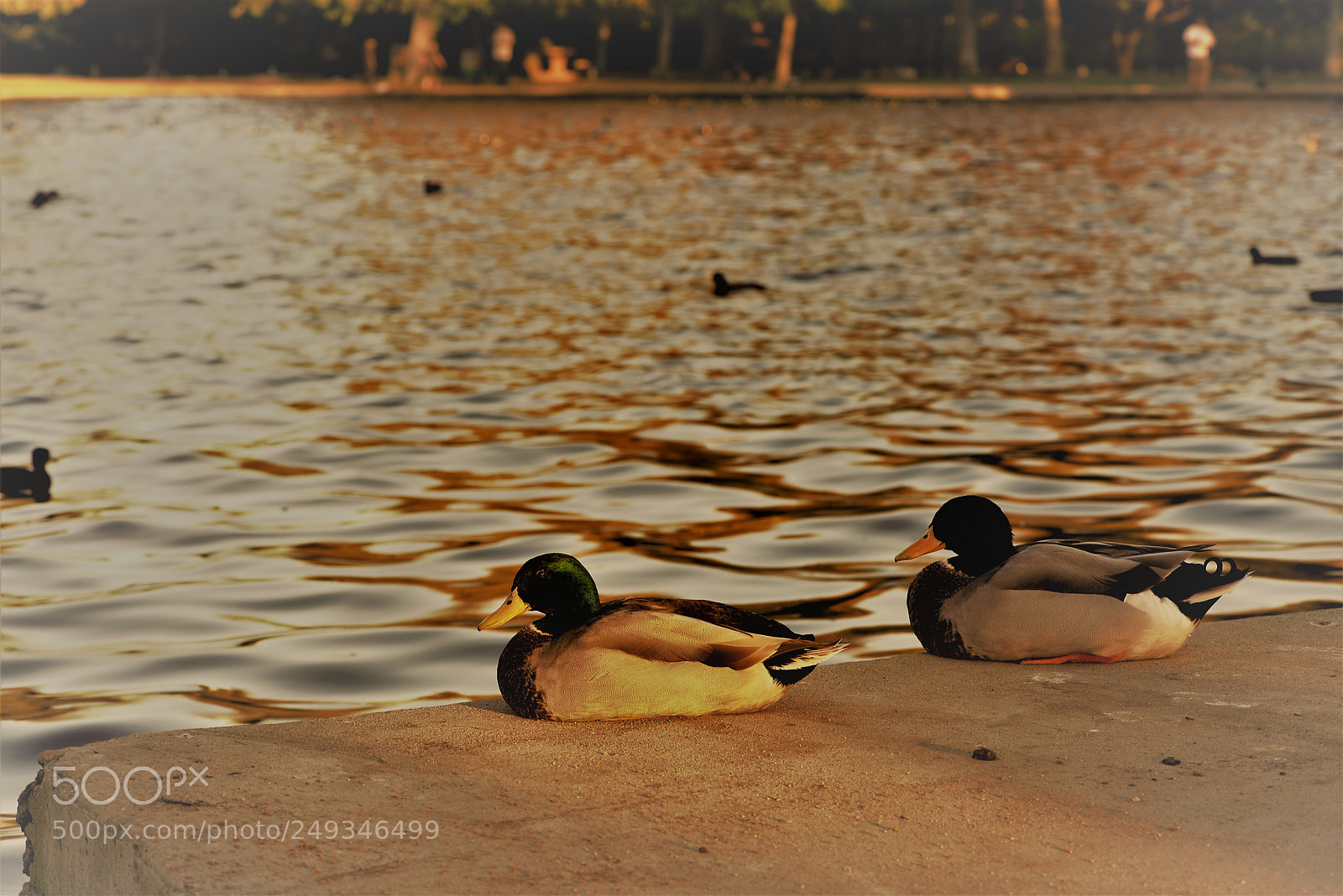 Nikon D810 sample photo. Ducks reminiscing photography