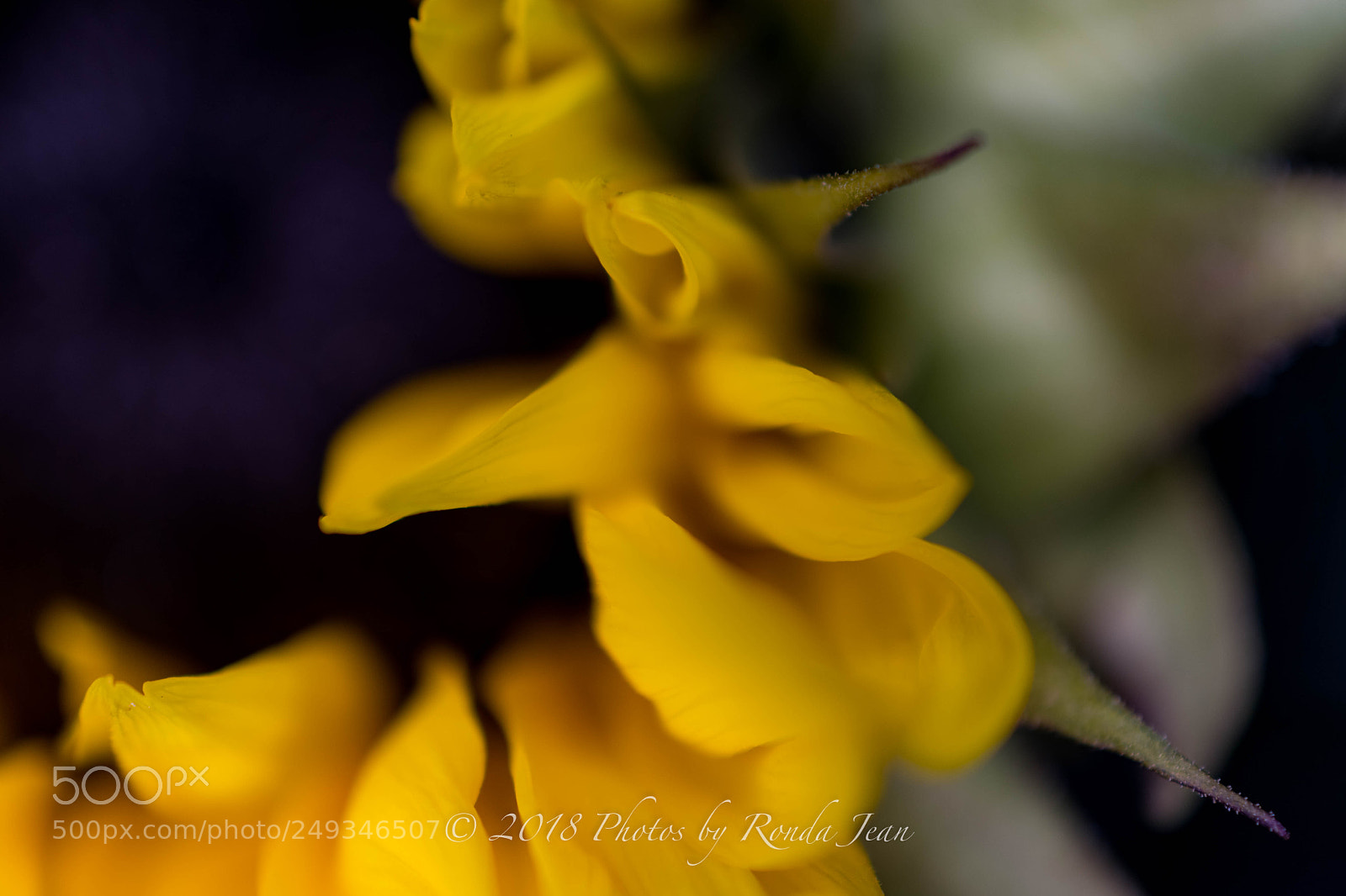 Nikon D500 sample photo. Untitled photography
