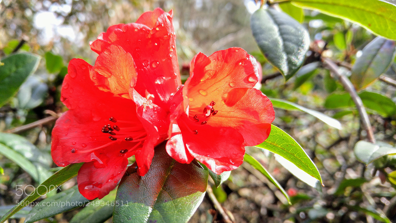 LG G4 sample photo. Wet blossoms photography