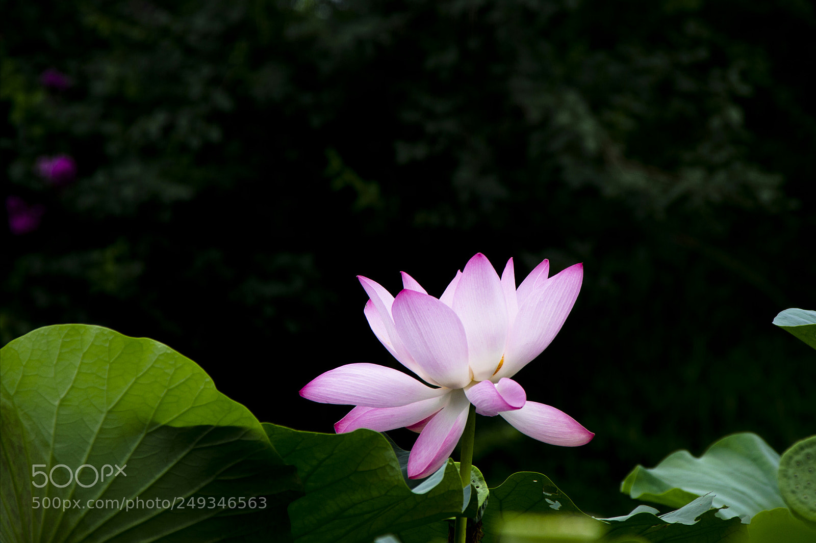 Nikon D7000 sample photo. 荷 photography