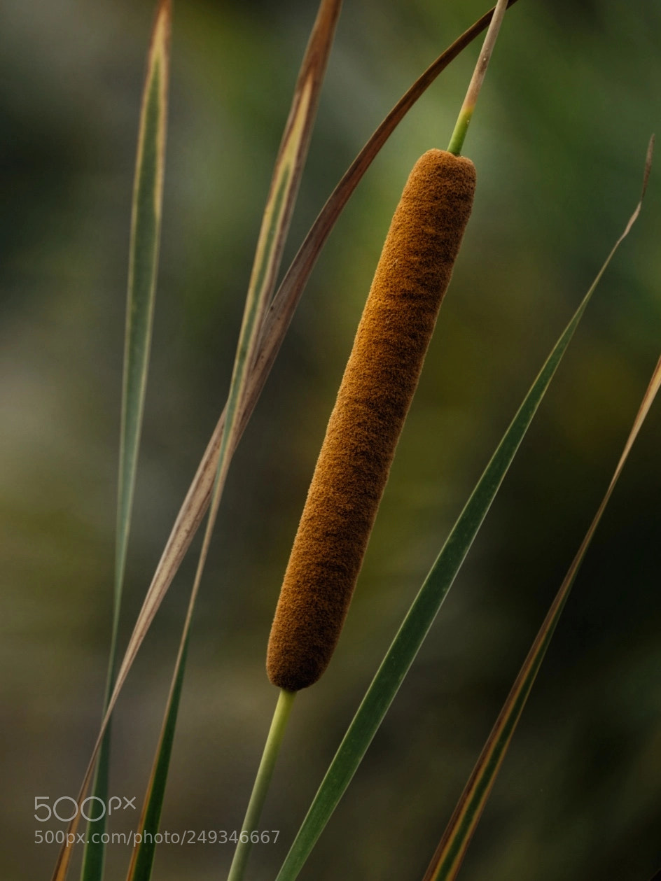 Sony a7R II sample photo. Reed photography