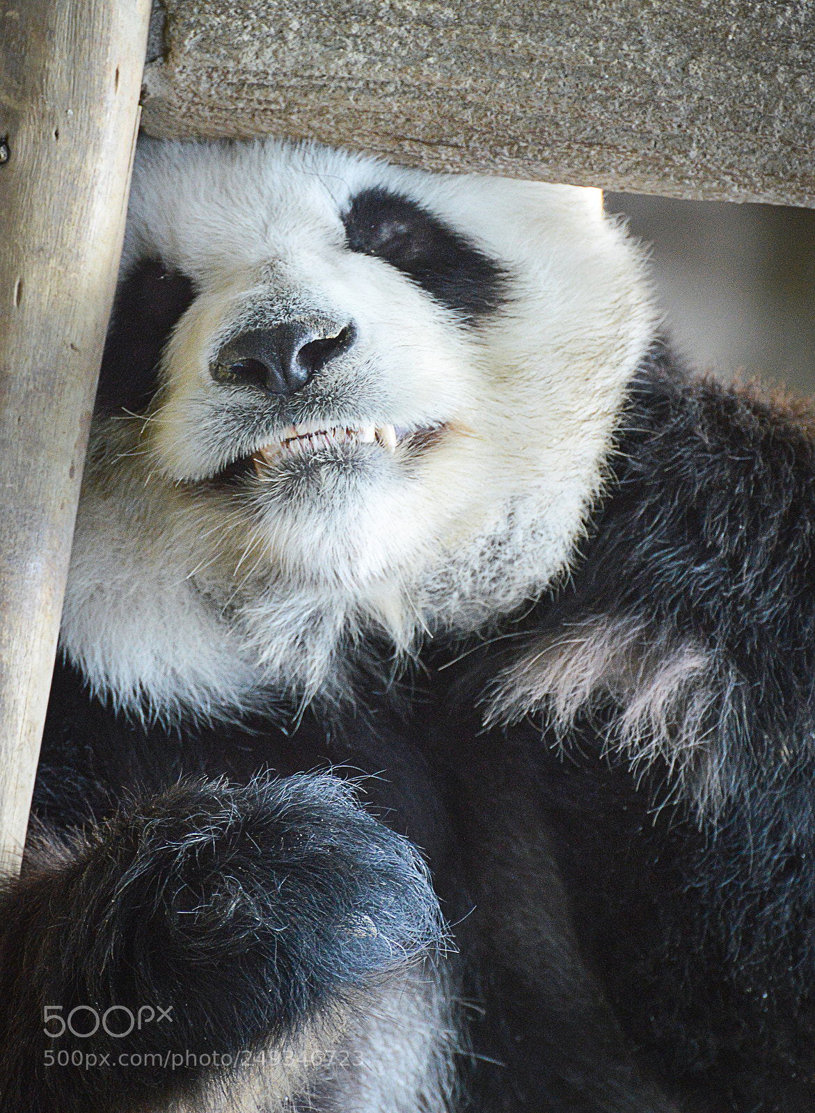 Nikon D3200 sample photo. Sleeping giant panda photography