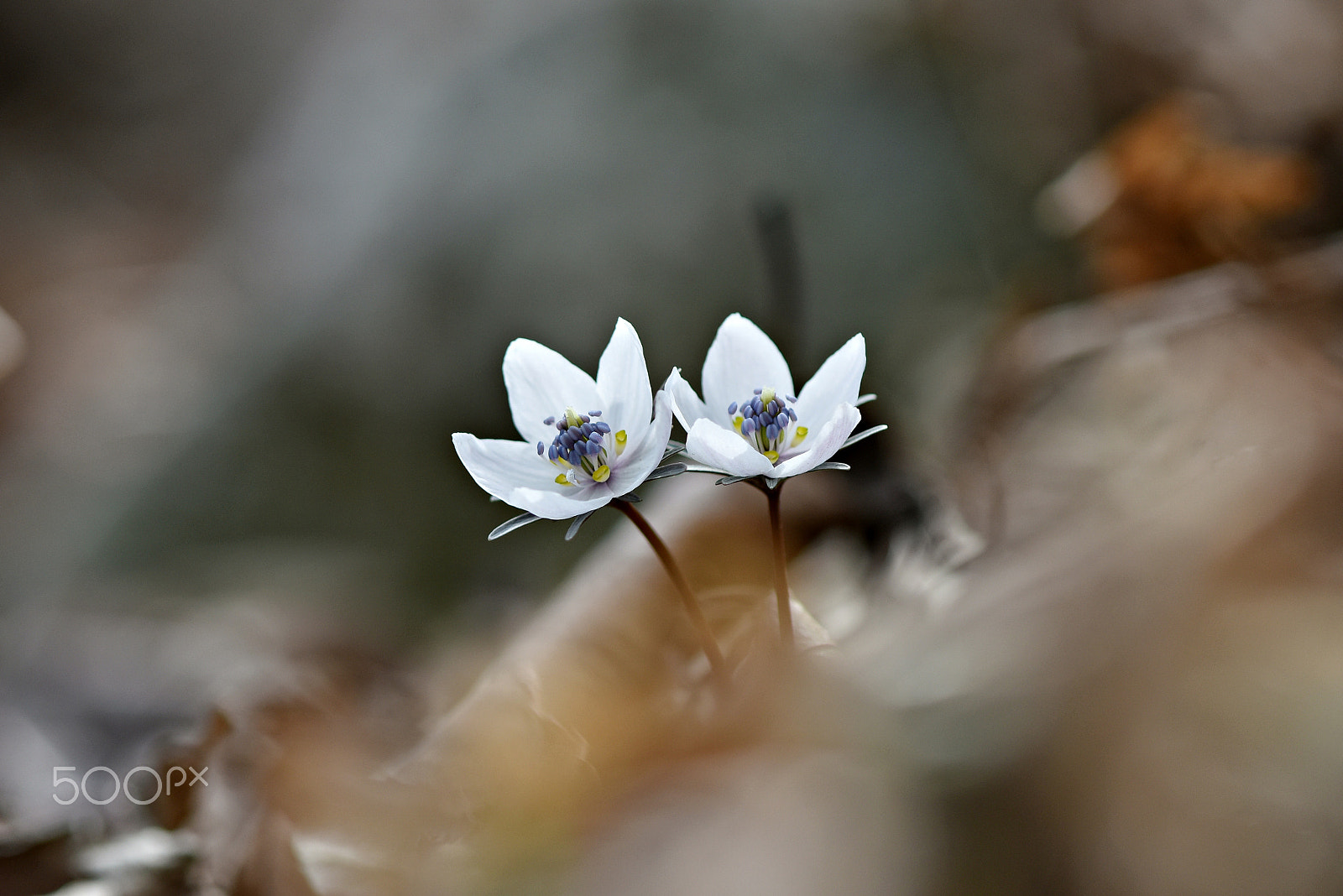 Nikon D810 sample photo. A messenger of spring photography