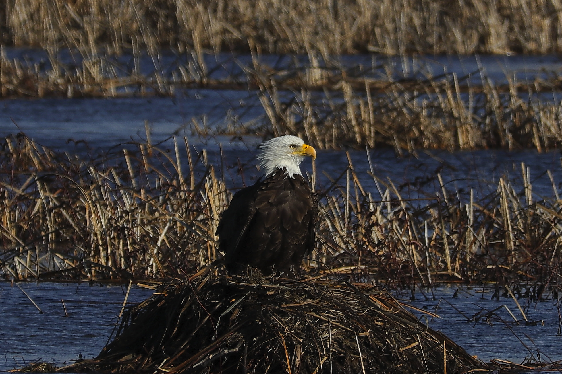 Canon EF 70-300 F4-5.6 IS II USM sample photo. My nest photography