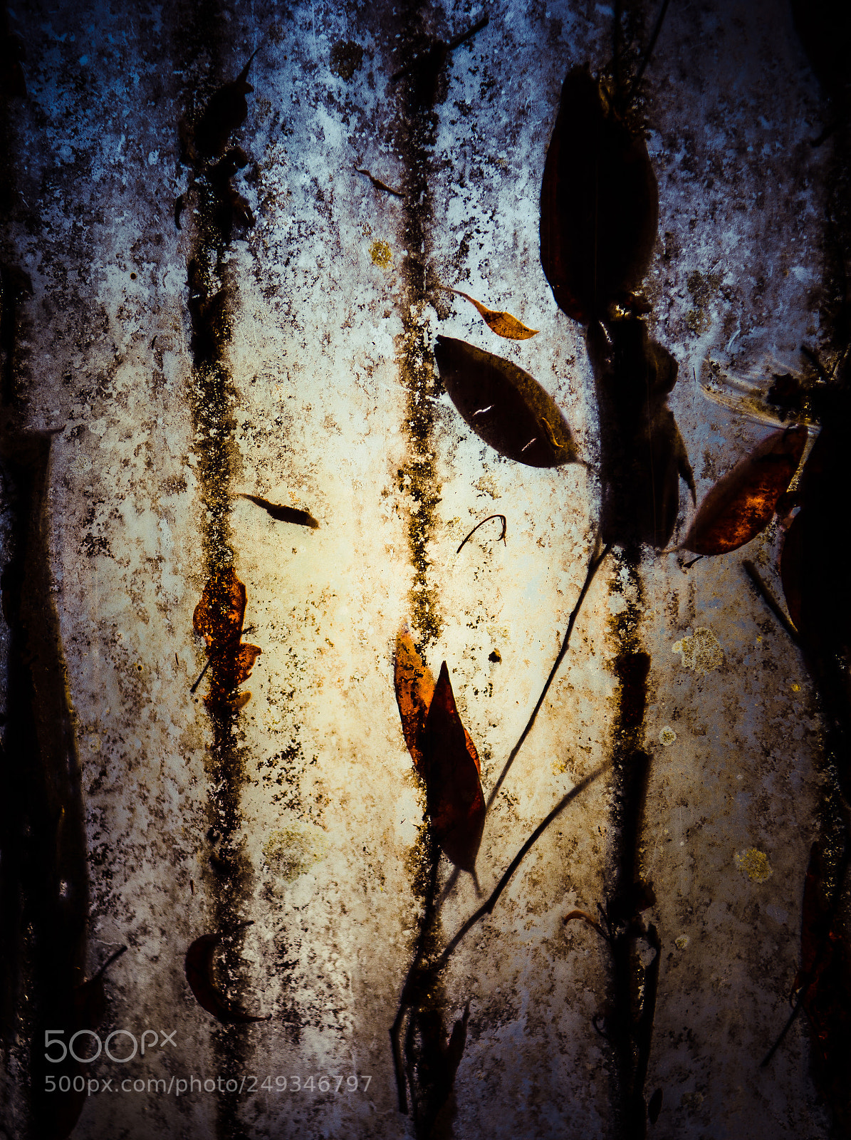 Nikon D610 sample photo. Shine brightly photography