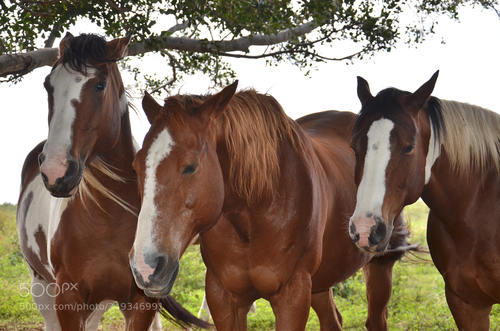 Nikon D7000 sample photo. Equine photography
