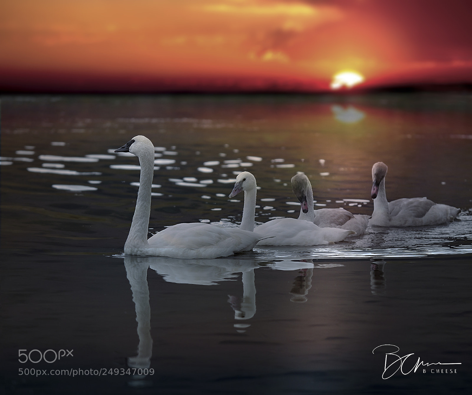Canon EOS 7D sample photo. Swan lake family photography