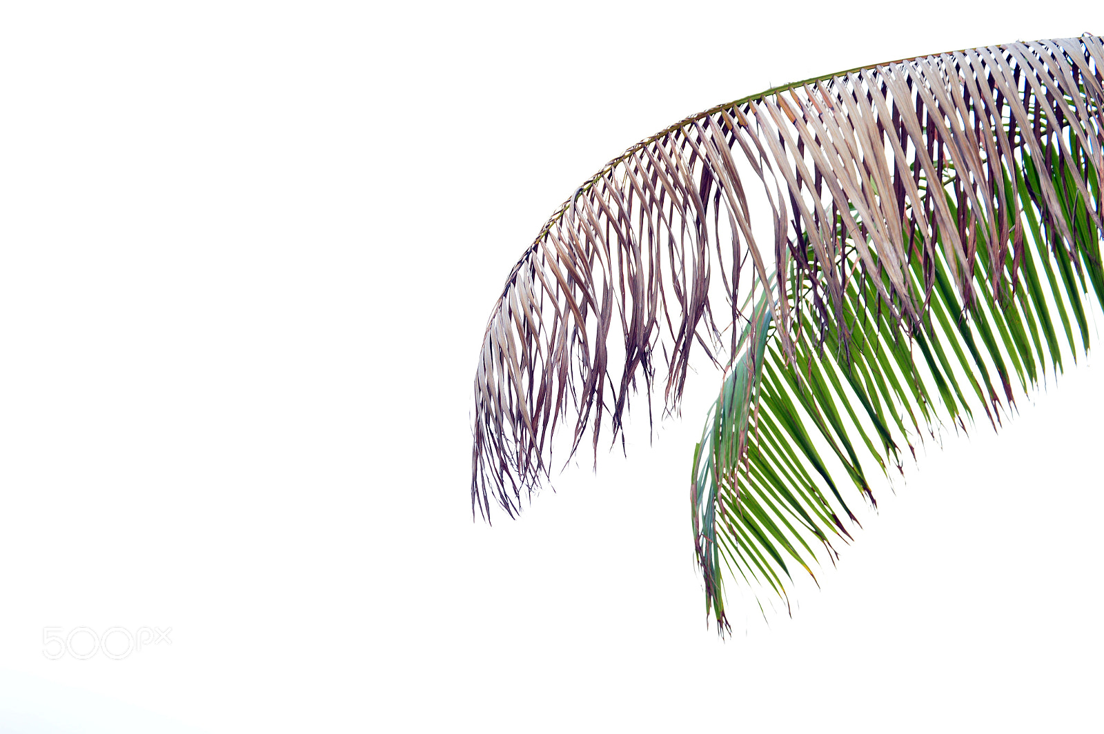 Nikon D3200 sample photo. Palm photography
