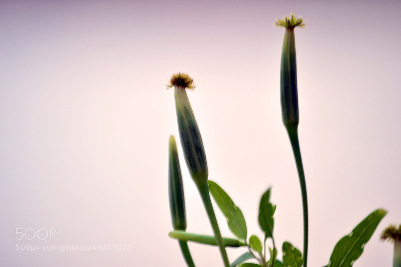 Nikon D3200 sample photo. Life photography