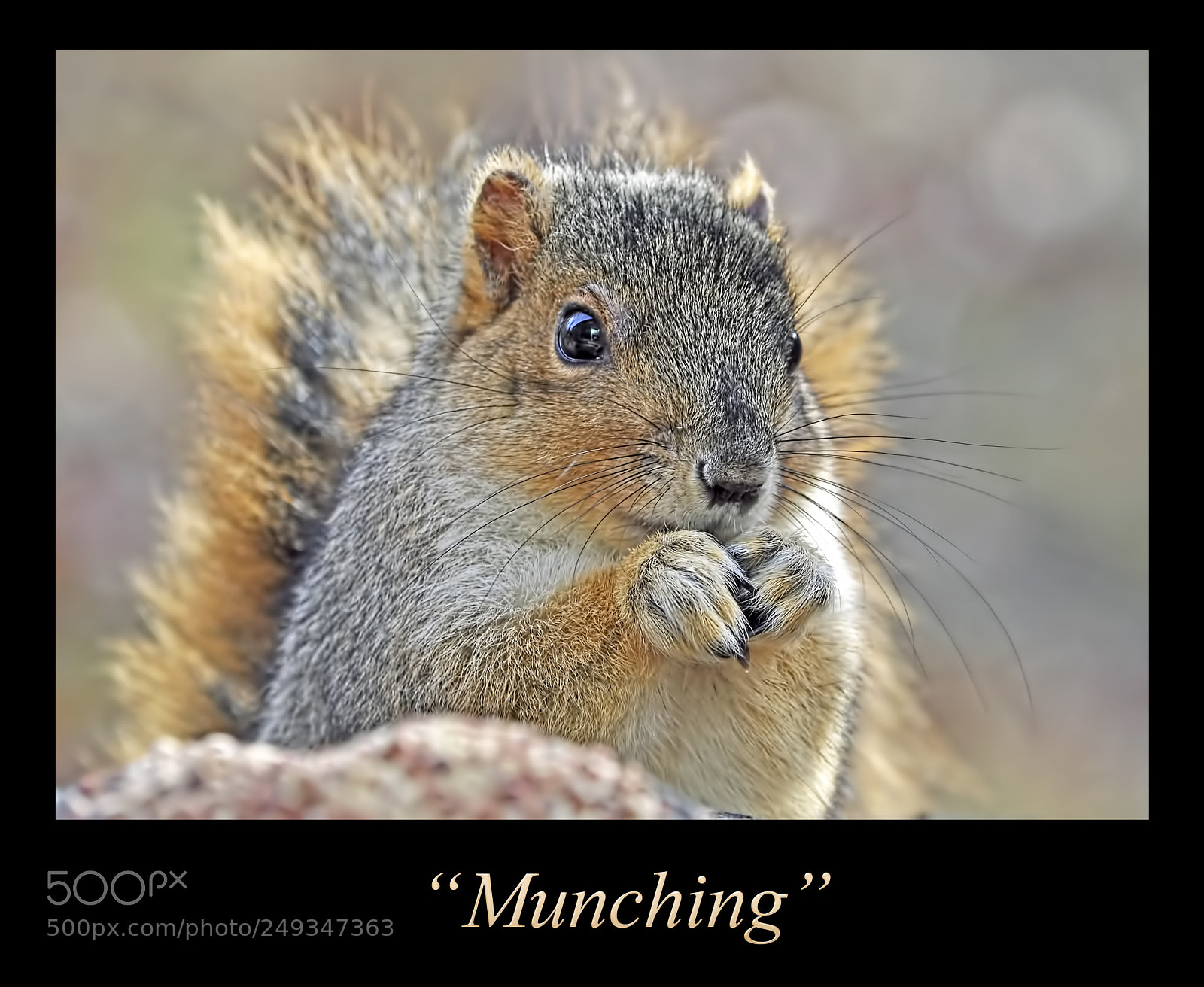 Nikon D5000 sample photo. Munching photography