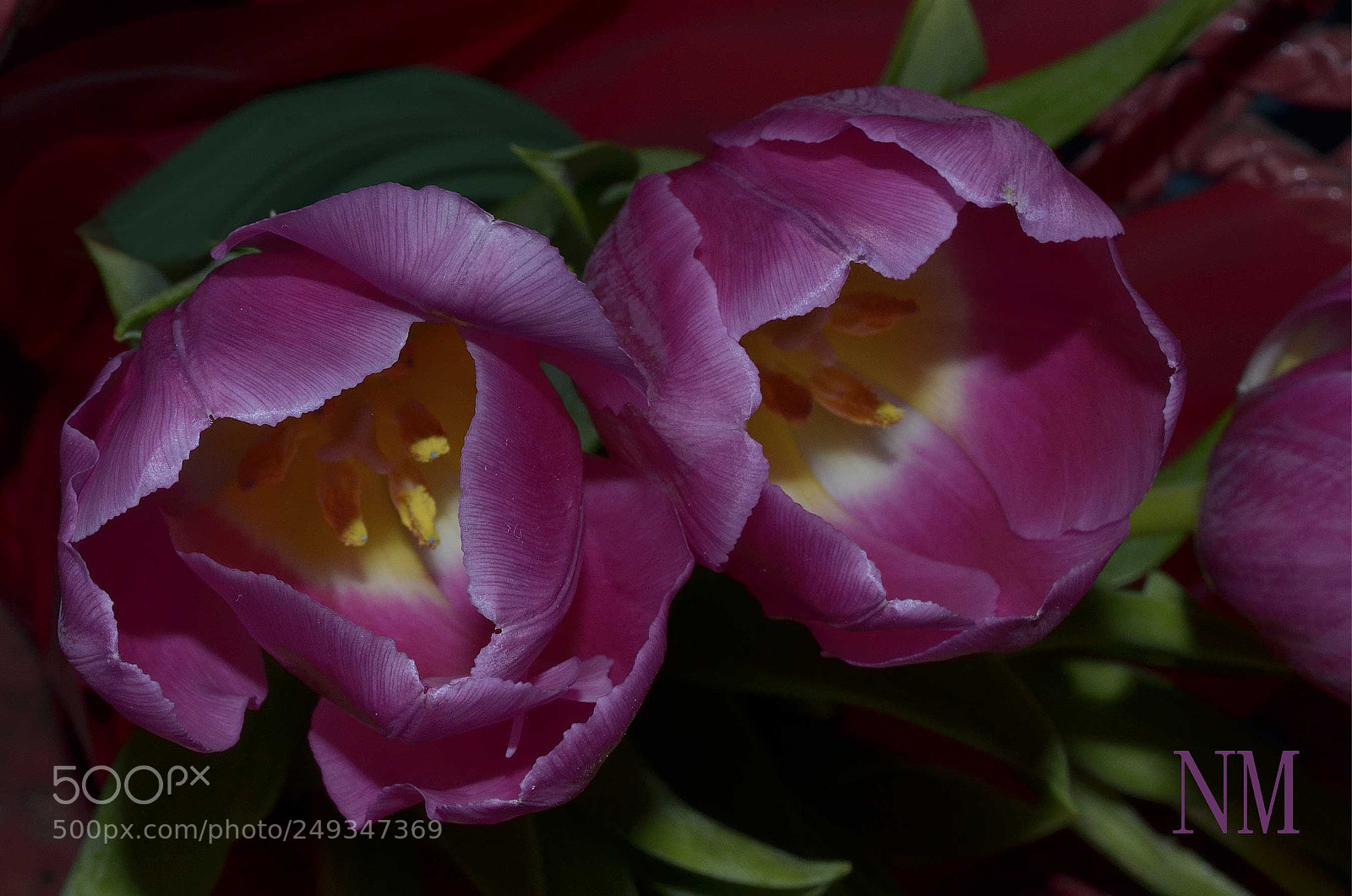Nikon D5100 sample photo. Bright tulips photography