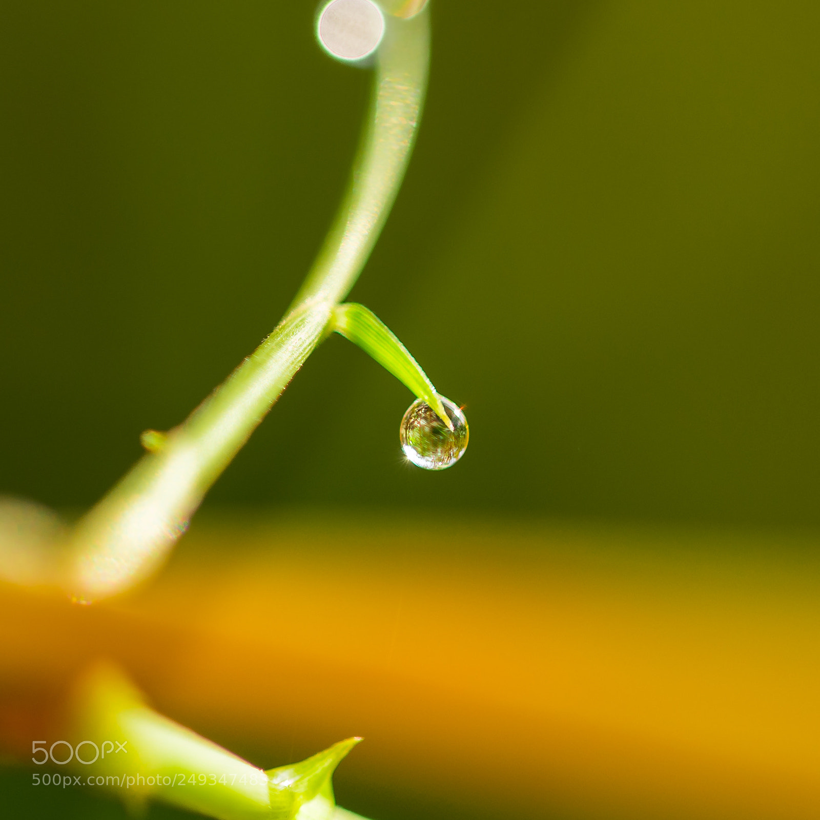 Sony a7R II sample photo. 露珠 photography