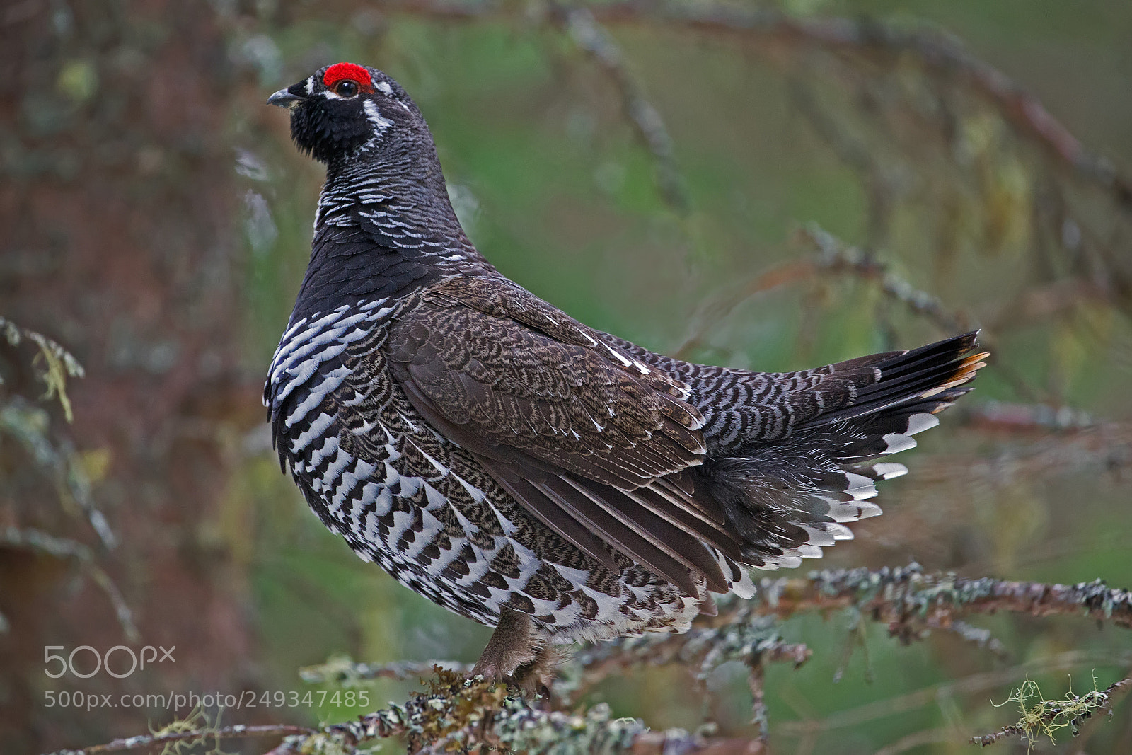 Canon EOS-1D X sample photo. Spruce grouse 6920 photography