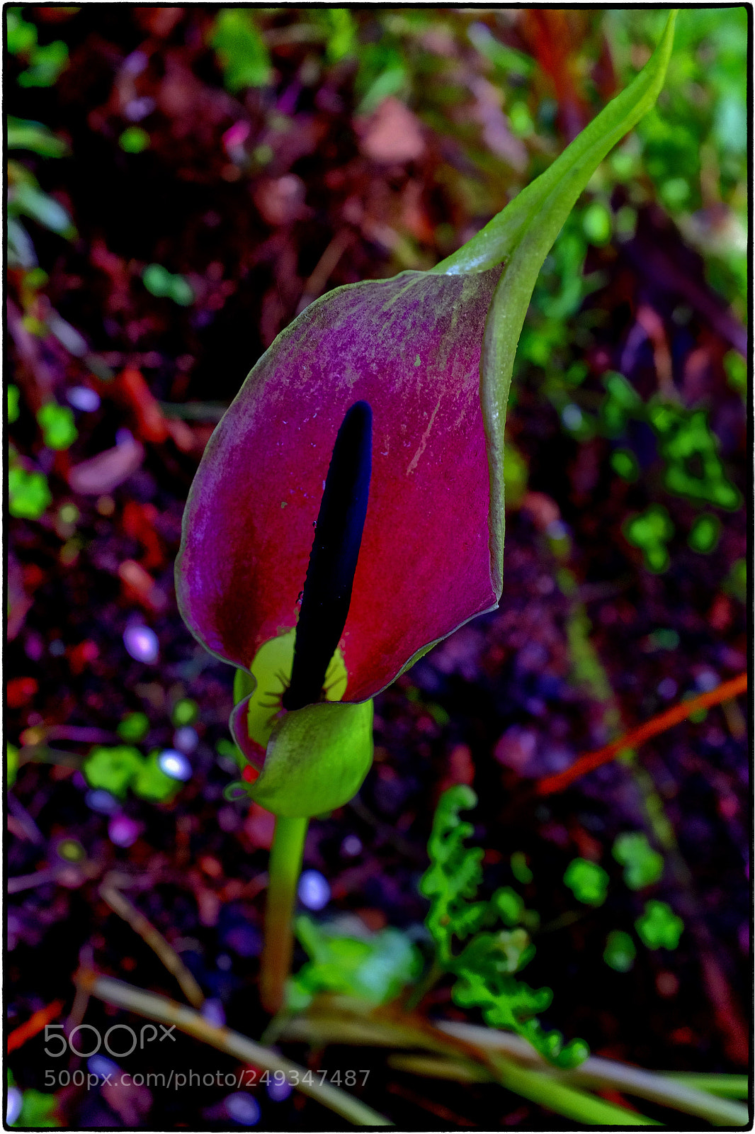 Fujifilm X100T sample photo. Calla lilly photography