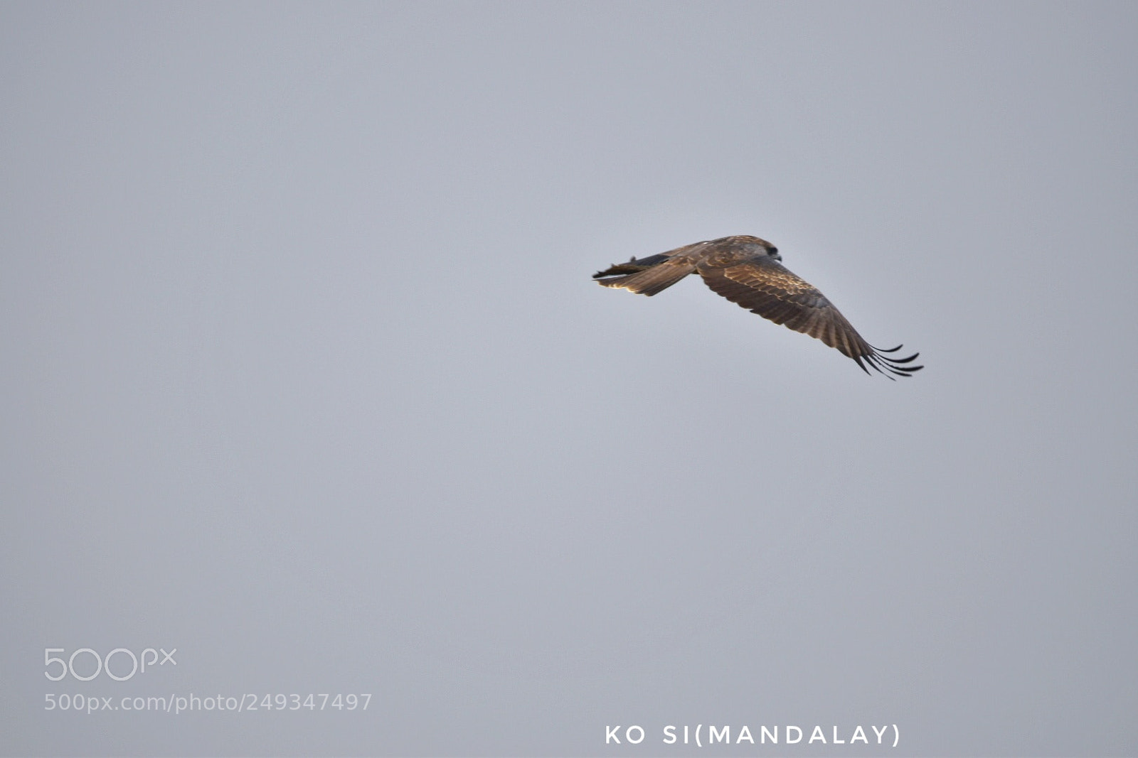 Nikon D5500 sample photo. Oriental honey buzzard photography