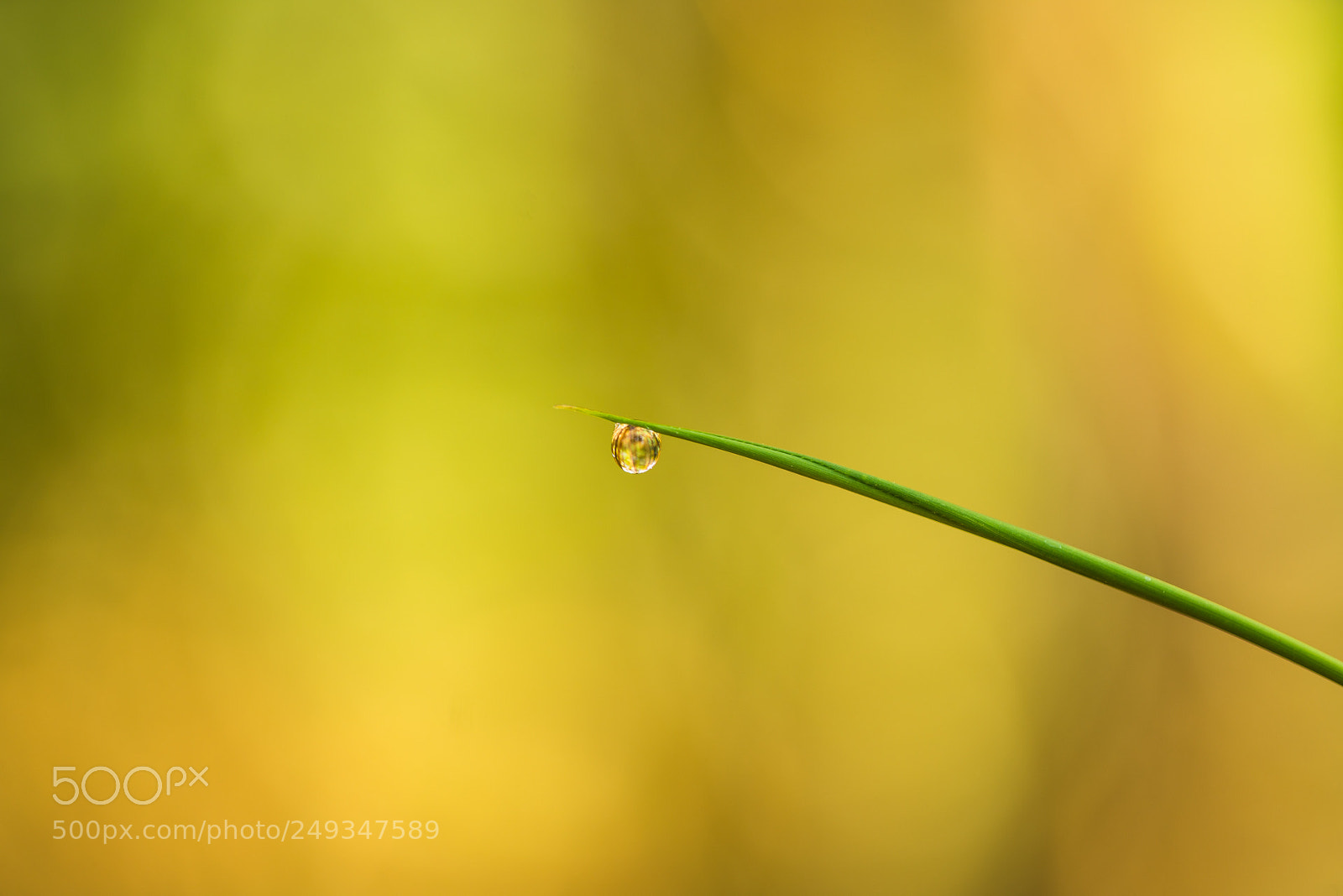 Sony a7R II sample photo. 露珠 photography
