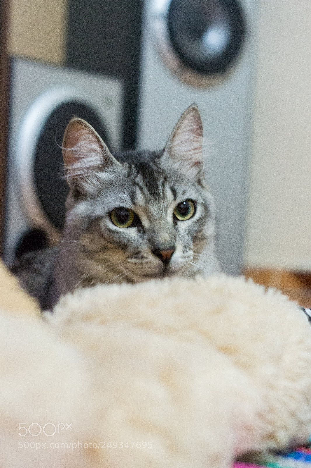 Nikon D3100 sample photo. Meu gato hórus photography