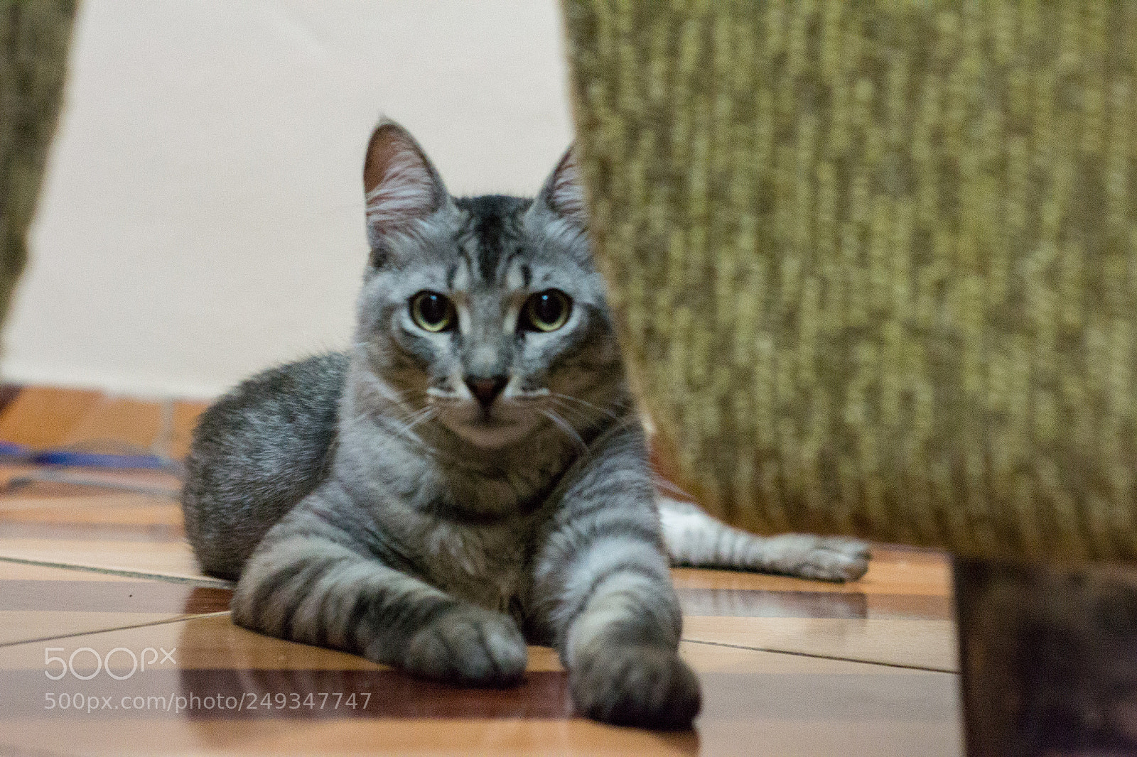 Nikon D3100 sample photo. Meu gato hórus photography