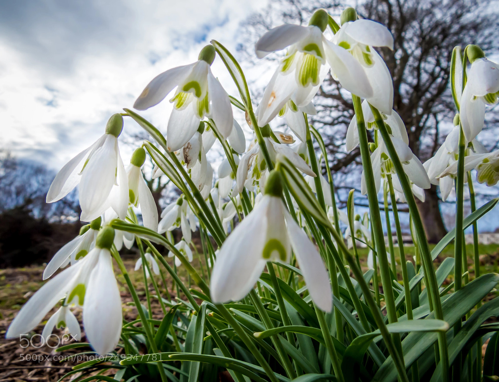 Canon PowerShot SX50 HS sample photo. Haddington snowdrops photography