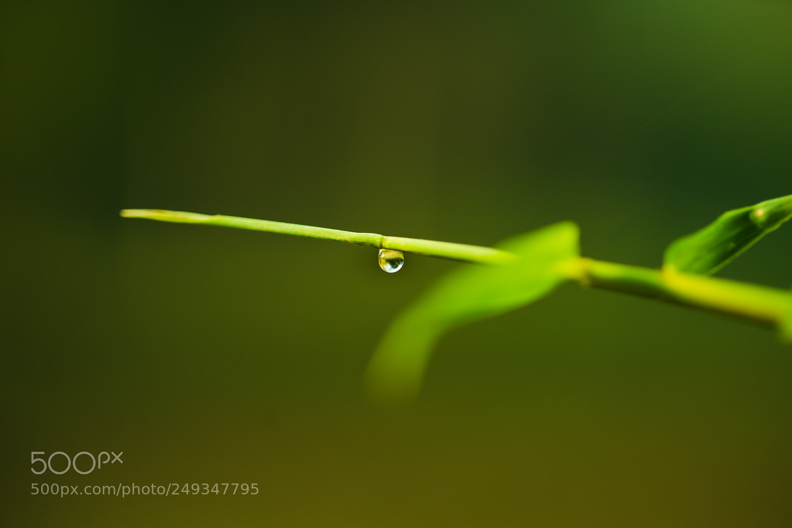Sony a7R II sample photo. 露珠 photography