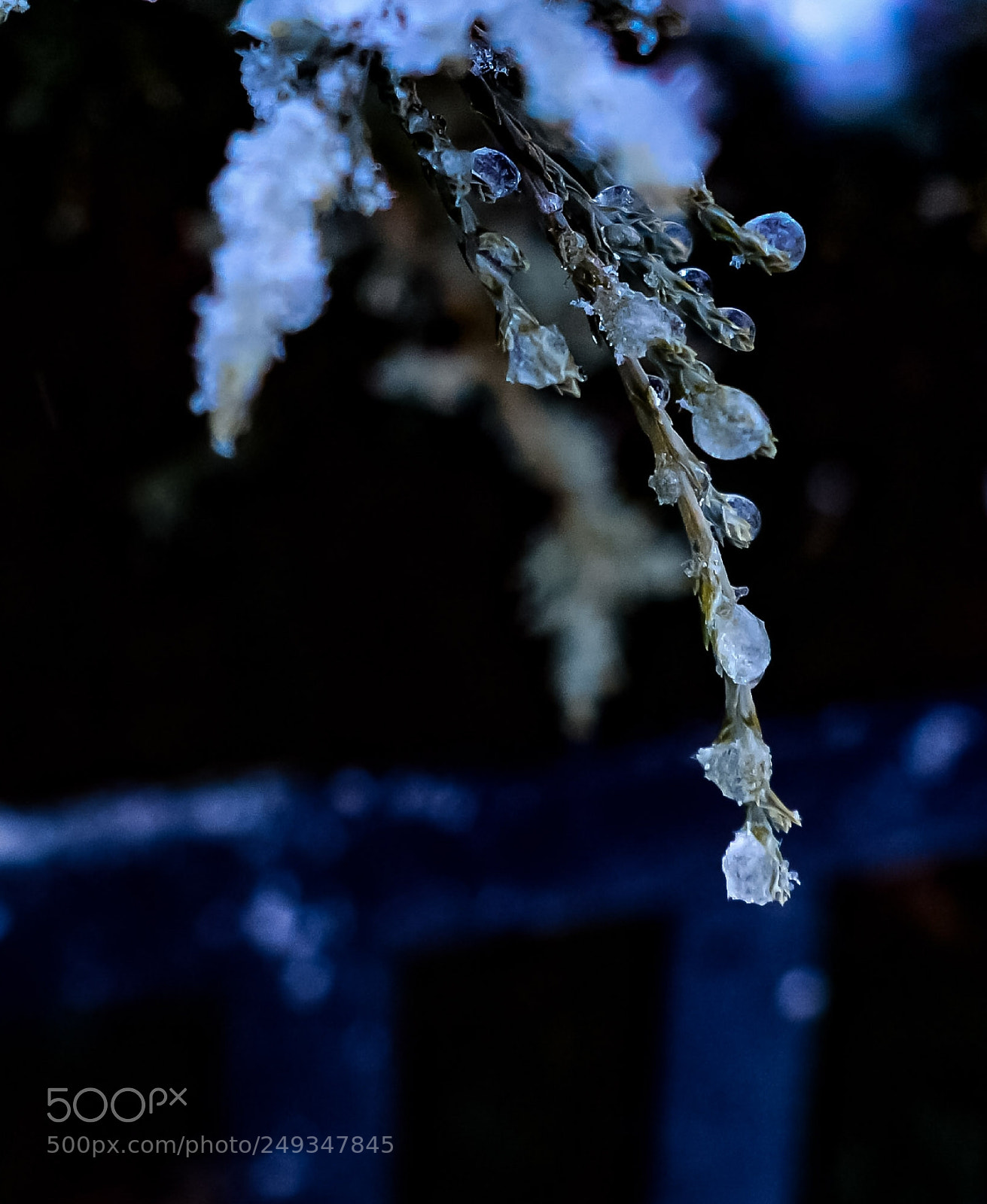 Nikon D3200 sample photo. Snow jewel photography